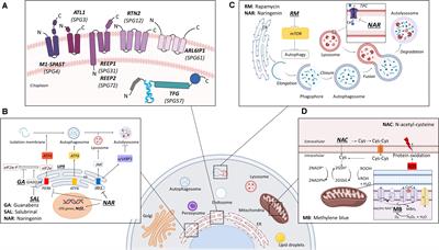 Hereditary Spastic Paraplegia and Future Therapeutic Directions: Beneficial Effects of Small Compounds Acting on Cellular Stress